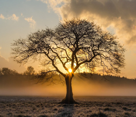 tree in a field with glistening frost on the ground with the sun peaking through the branches.